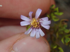 Olearia muelleri