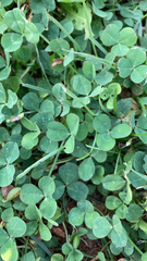 Trifolium repens