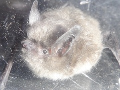 Myotis