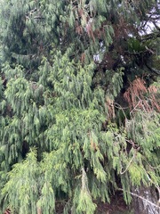 Dacrydium cupressinum