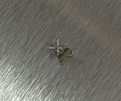 Clogmia albipunctata