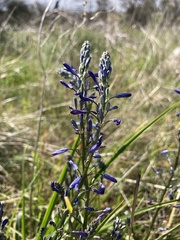 Caesia calliantha