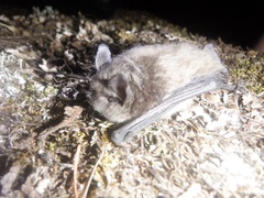 Myotis