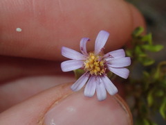 Olearia muelleri