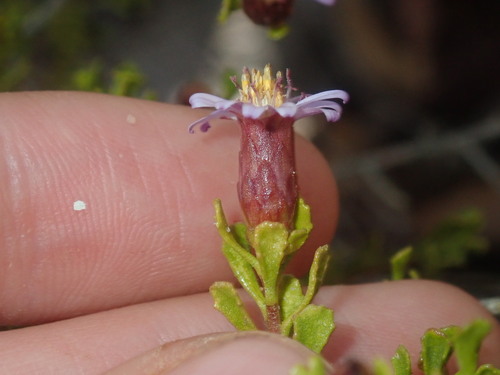 Walsholaria muelleri, photograph 6