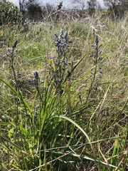 Caesia calliantha
