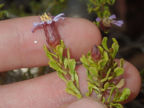 Image of Olearia muelleri by (c) Thomas Mesaglio, some rights reserved (CC BY)