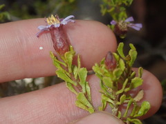 Olearia muelleri