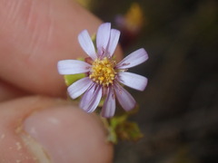 Olearia muelleri