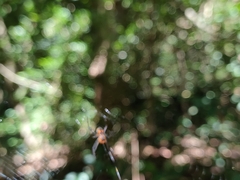 Leucauge fastigata