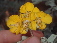 Senna artemisioides helmsii