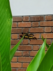 Rhyothemis variegata