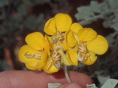 Senna artemisioides helmsii