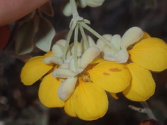 Senna artemisioides helmsii