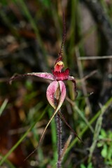 Caladenia fulva