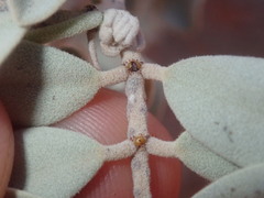 Senna artemisioides helmsii