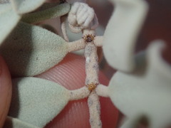 Senna artemisioides helmsii