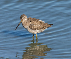 Limnodromus scolopaceus