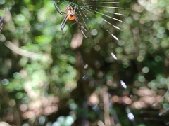 Leucauge fastigata