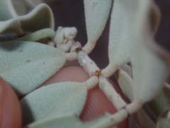 Senna artemisioides helmsii