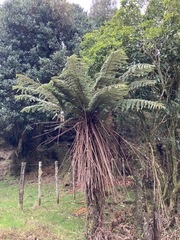 Cyathea smithii