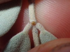 Senna artemisioides helmsii