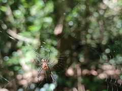 Leucauge fastigata