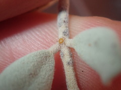 Senna artemisioides helmsii