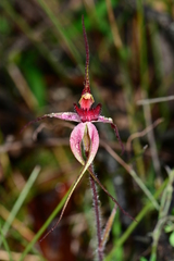 Caladenia fulva