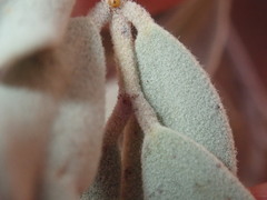 Senna artemisioides helmsii