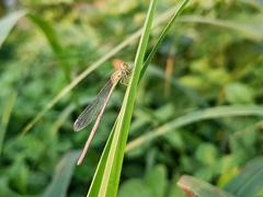 Pseudagrion decorum