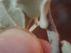 Senna artemisioides helmsii