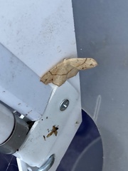 Cyclophora punctaria