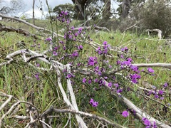 Glycine rubiginosa
