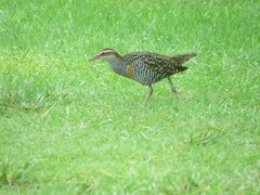Gallirallus philippensis