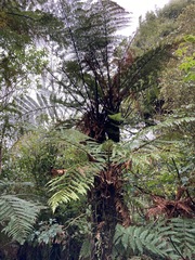 Dicksonia squarrosa