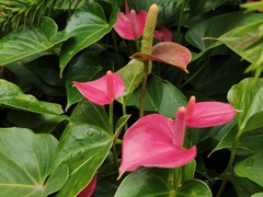 Anthurium andraeanum
