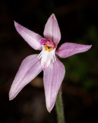 Caladenia latifolia