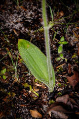 Caladenia latifolia