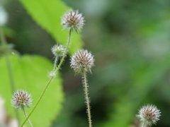 Dipsacus pilosus