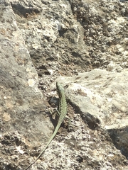 Podarcis muralis