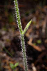 Caladenia latifolia