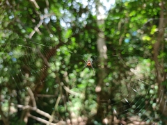 Leucauge fastigata