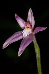 Caladenia latifolia