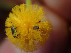 Dermestidae
