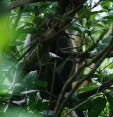 Macaca fascicularis