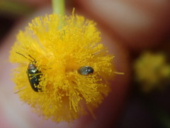Dermestidae