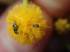 Dermestidae