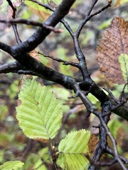 Carpinus orientalis