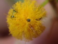 Dermestidae